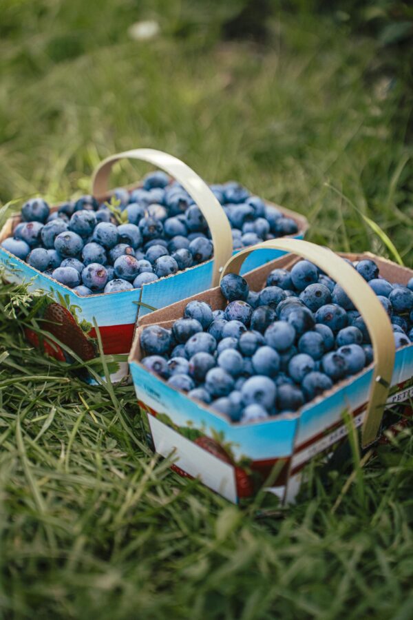 Blueberries (Pre-picked)