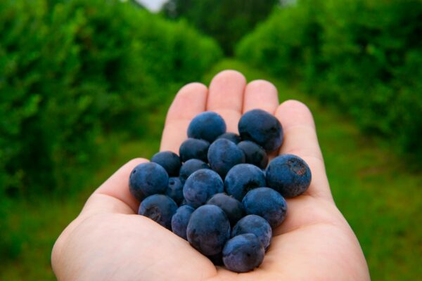 Blueberries (You-pick)