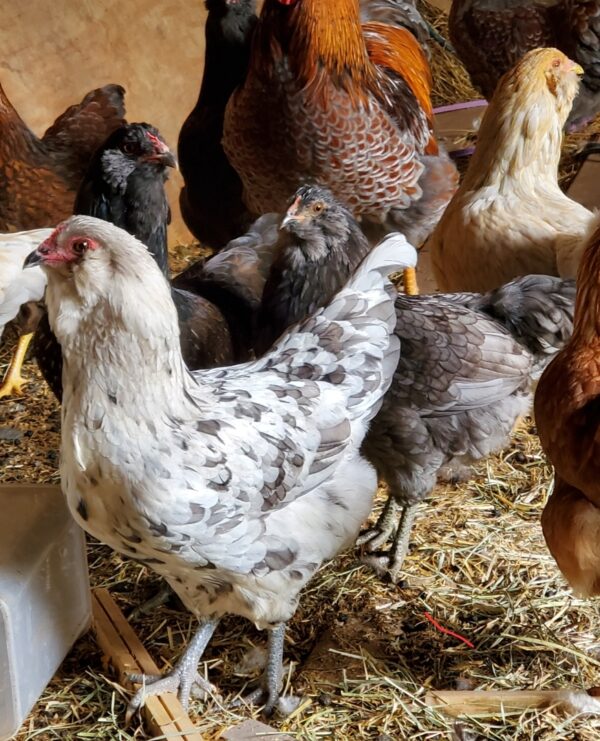 Easter Egger Chickens - Image 2